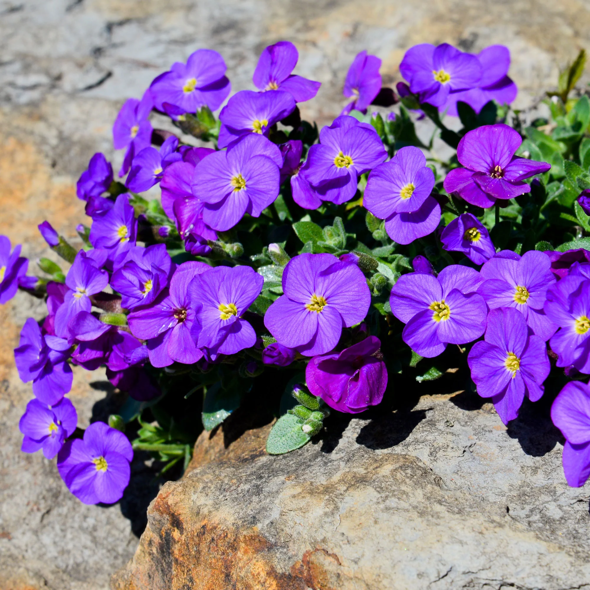 Miniatuur 2