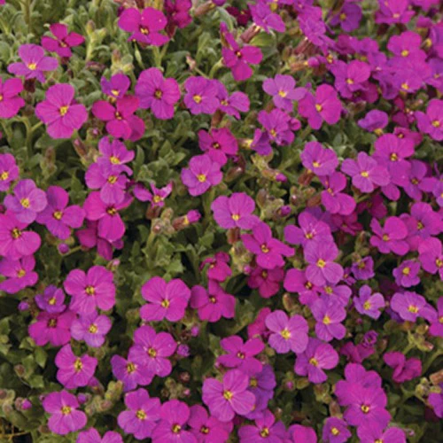 Miniatuur 1