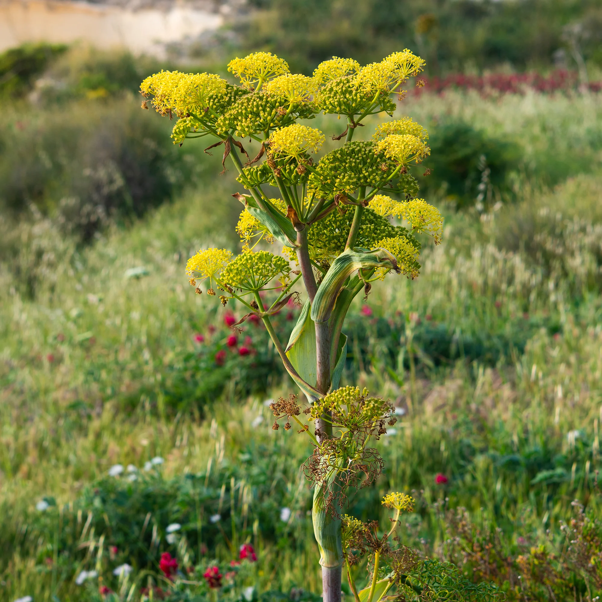 Miniatuur 1