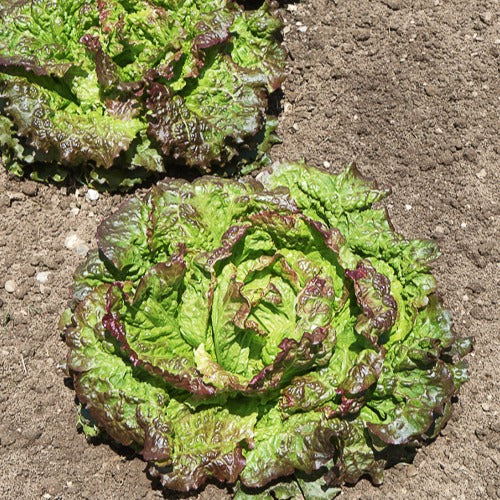 Miniatuur 2