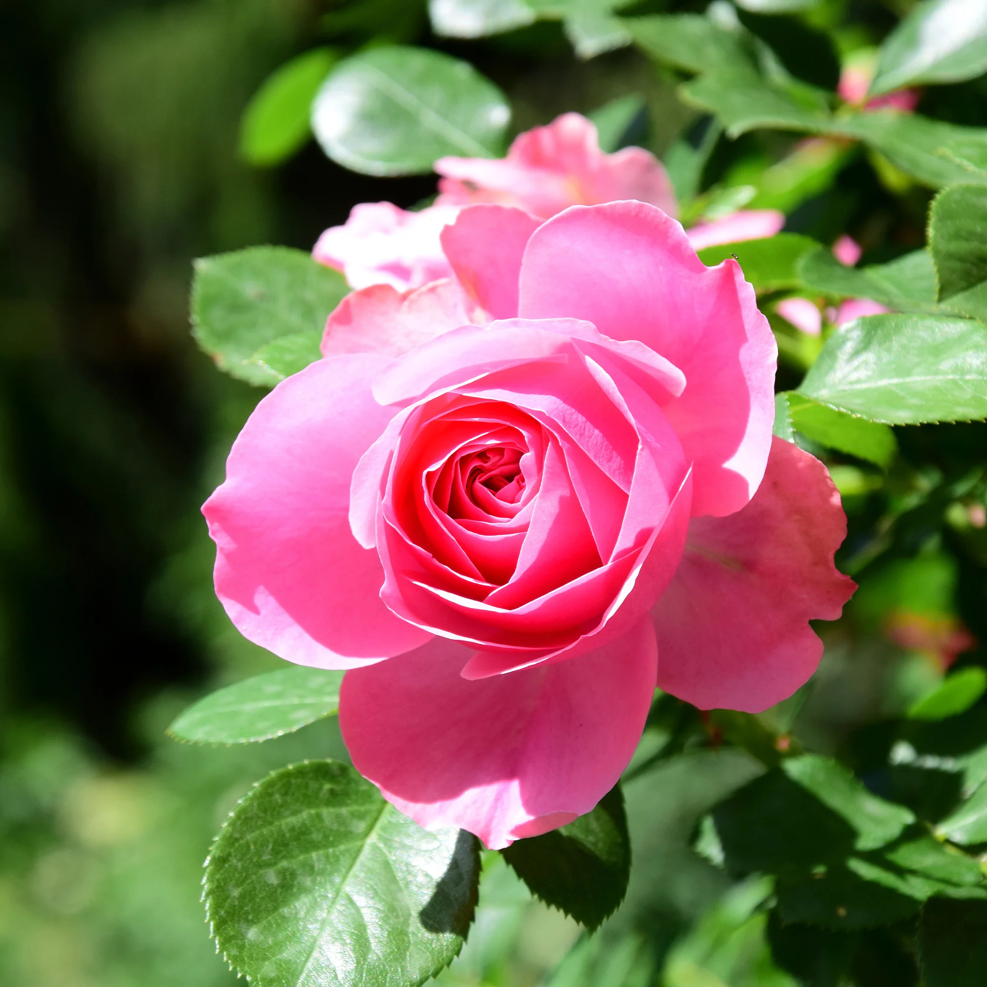 Miniatuur 1