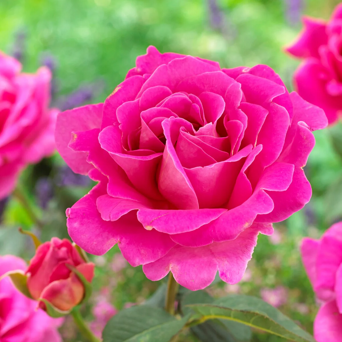 Miniatuur 2