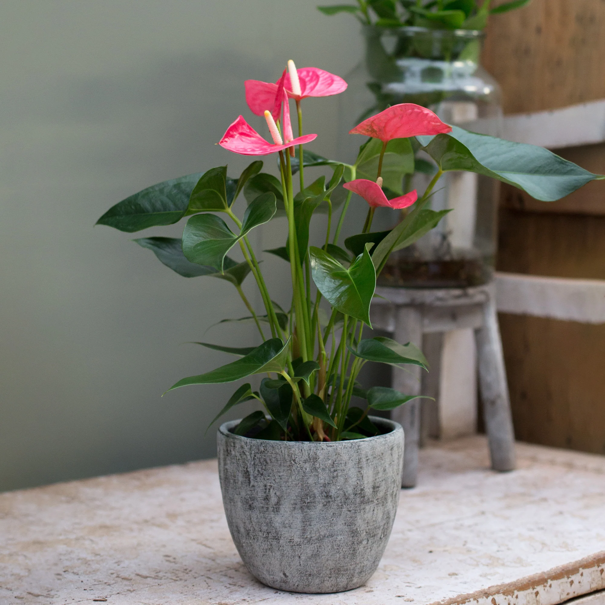 Miniatuur 1