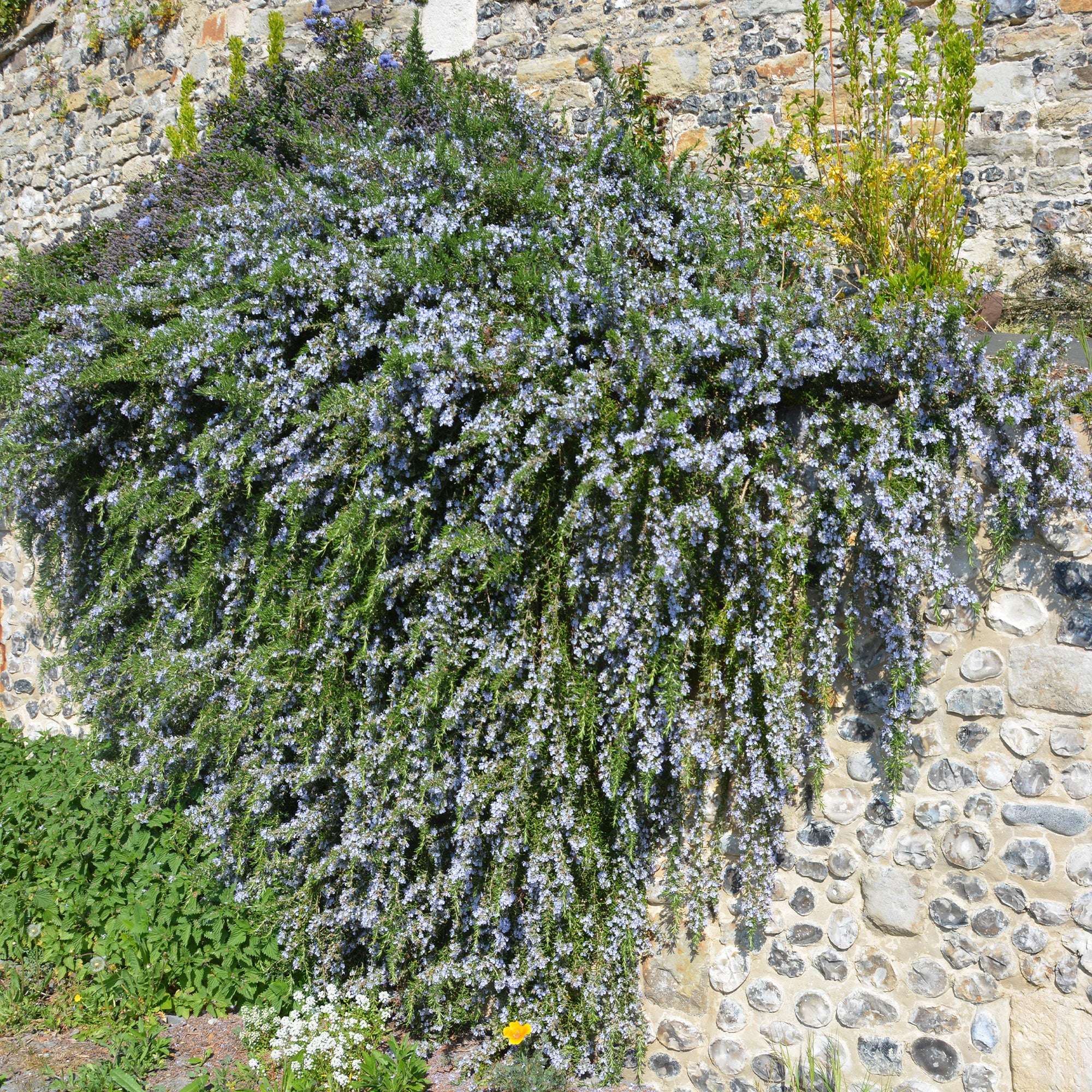 Miniatuur 1