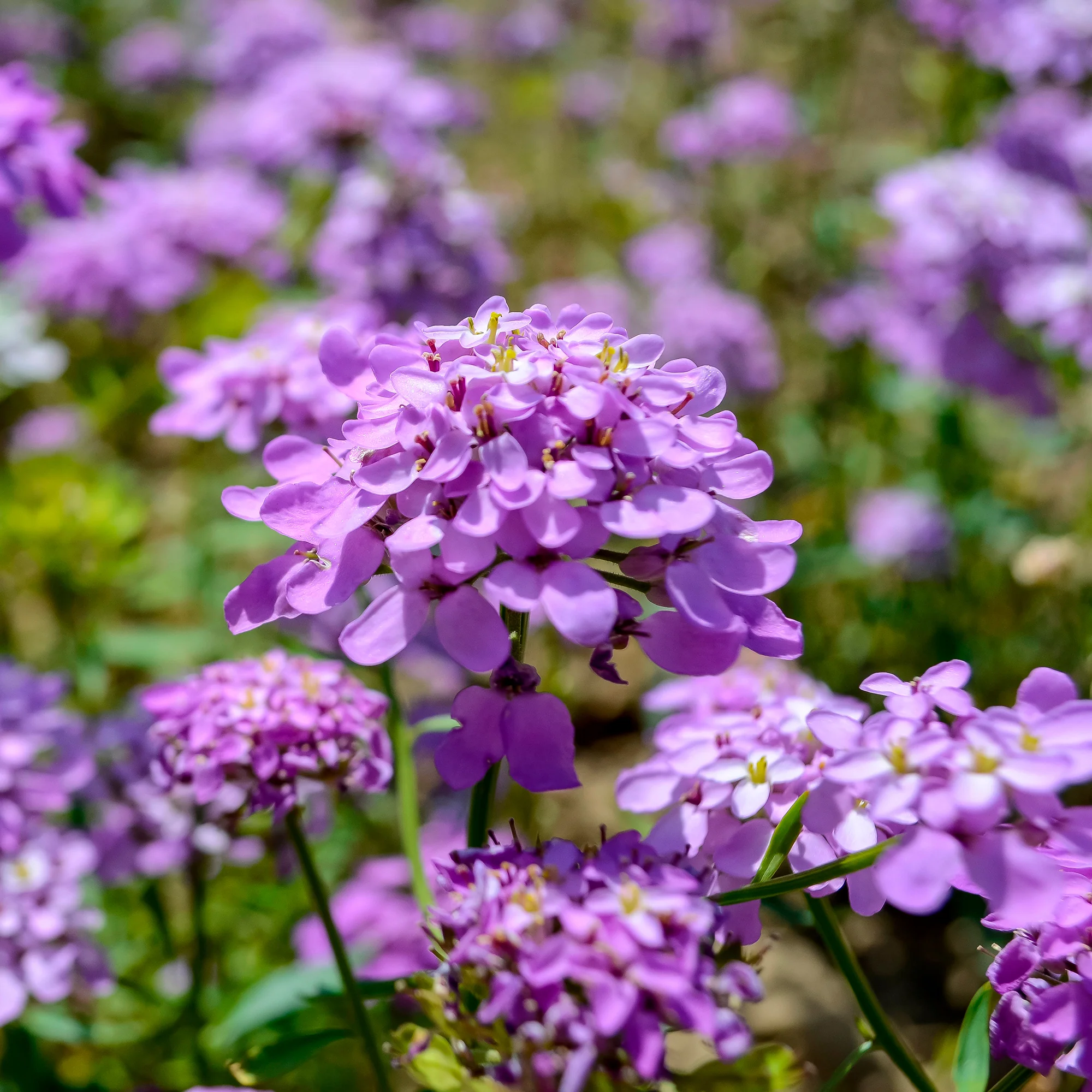Miniatuur 1