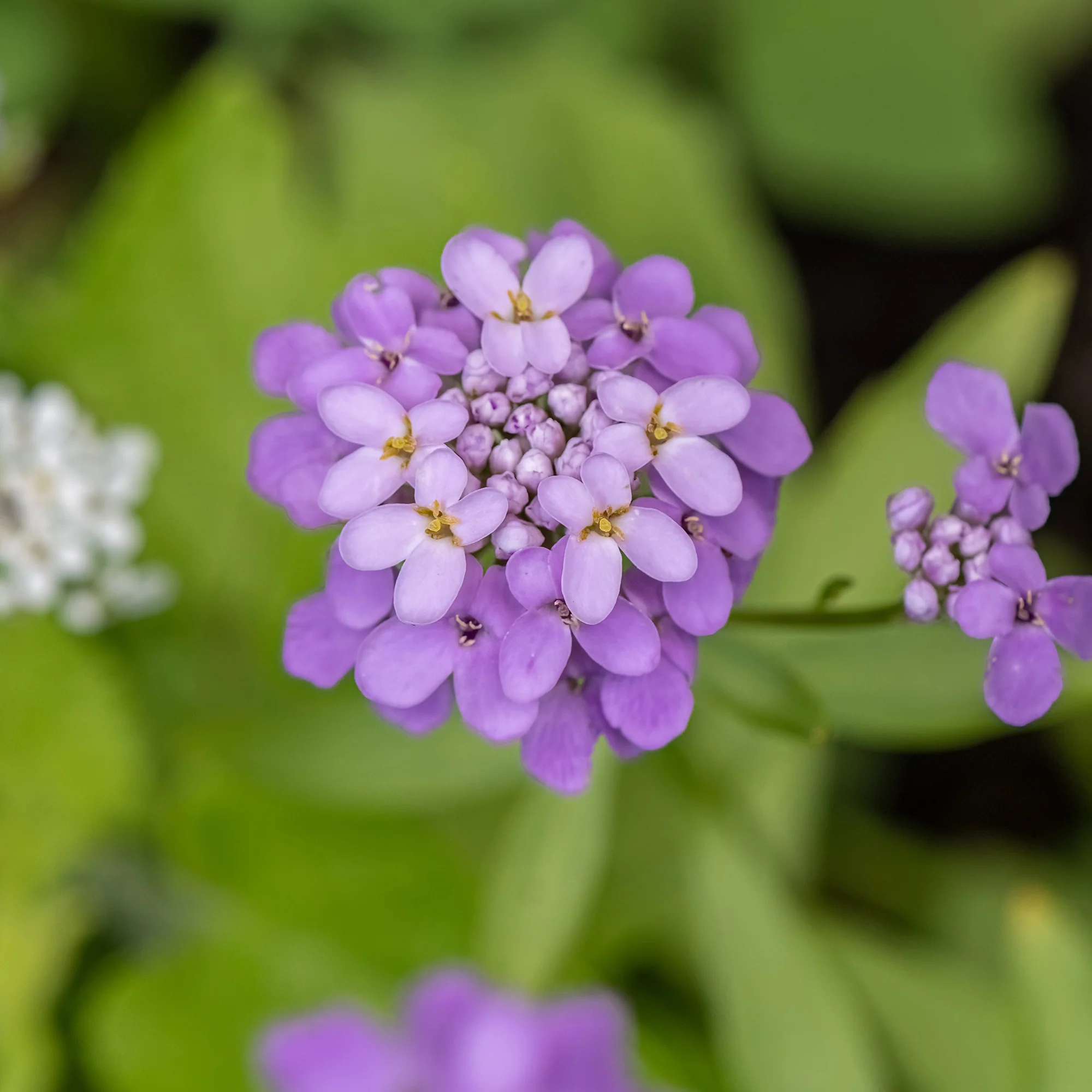 Miniatuur 2