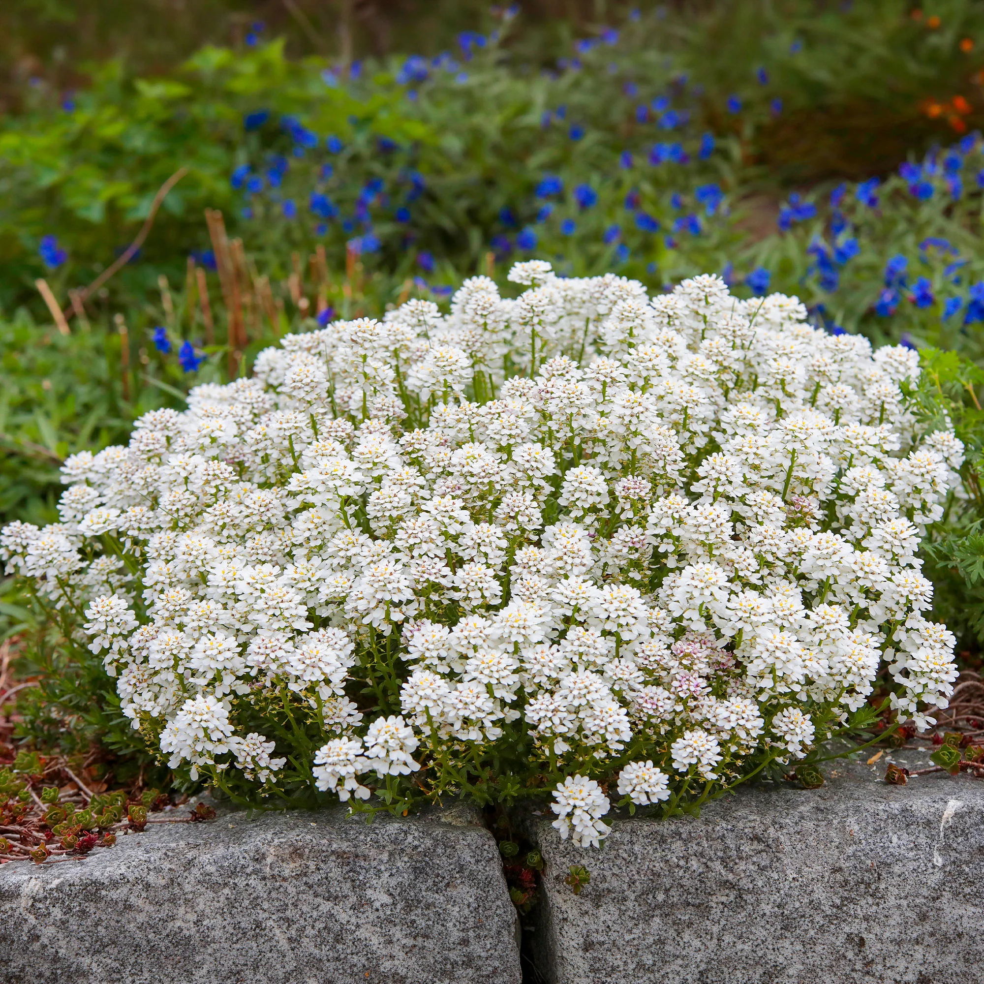 Miniatuur 1