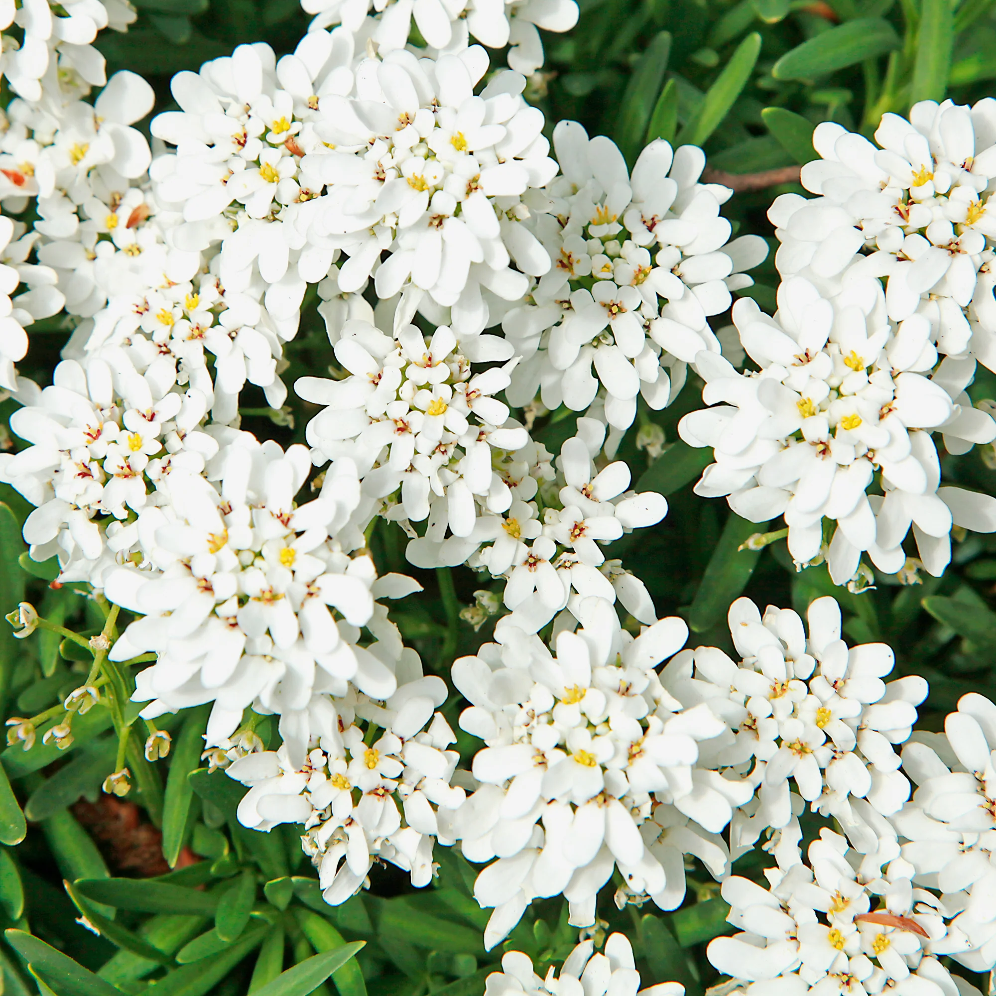 Miniatuur 2