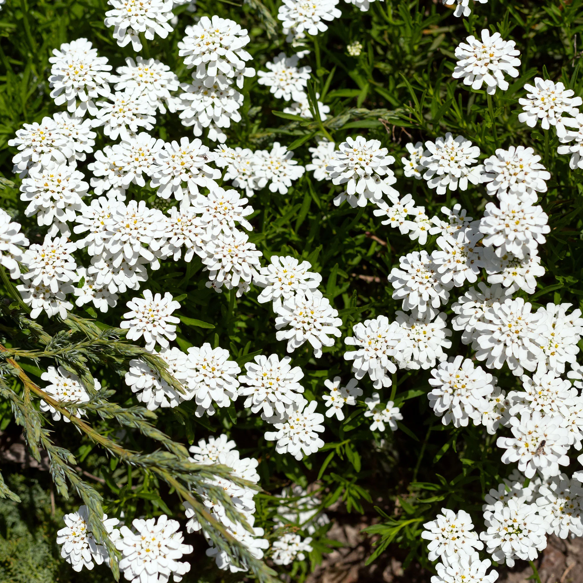 Miniatuur 1