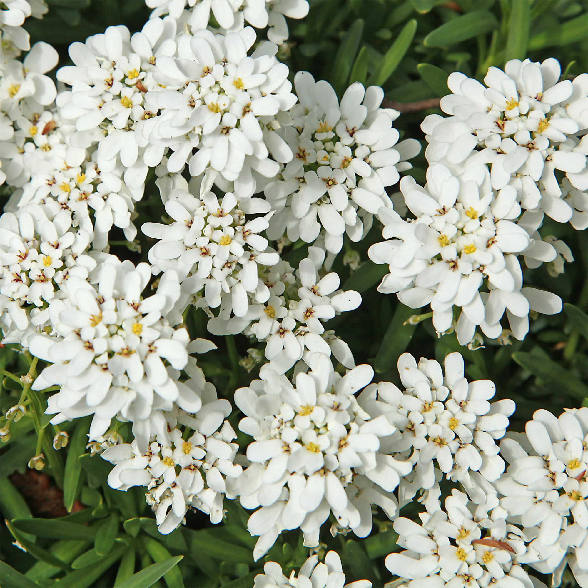Miniatuur 2