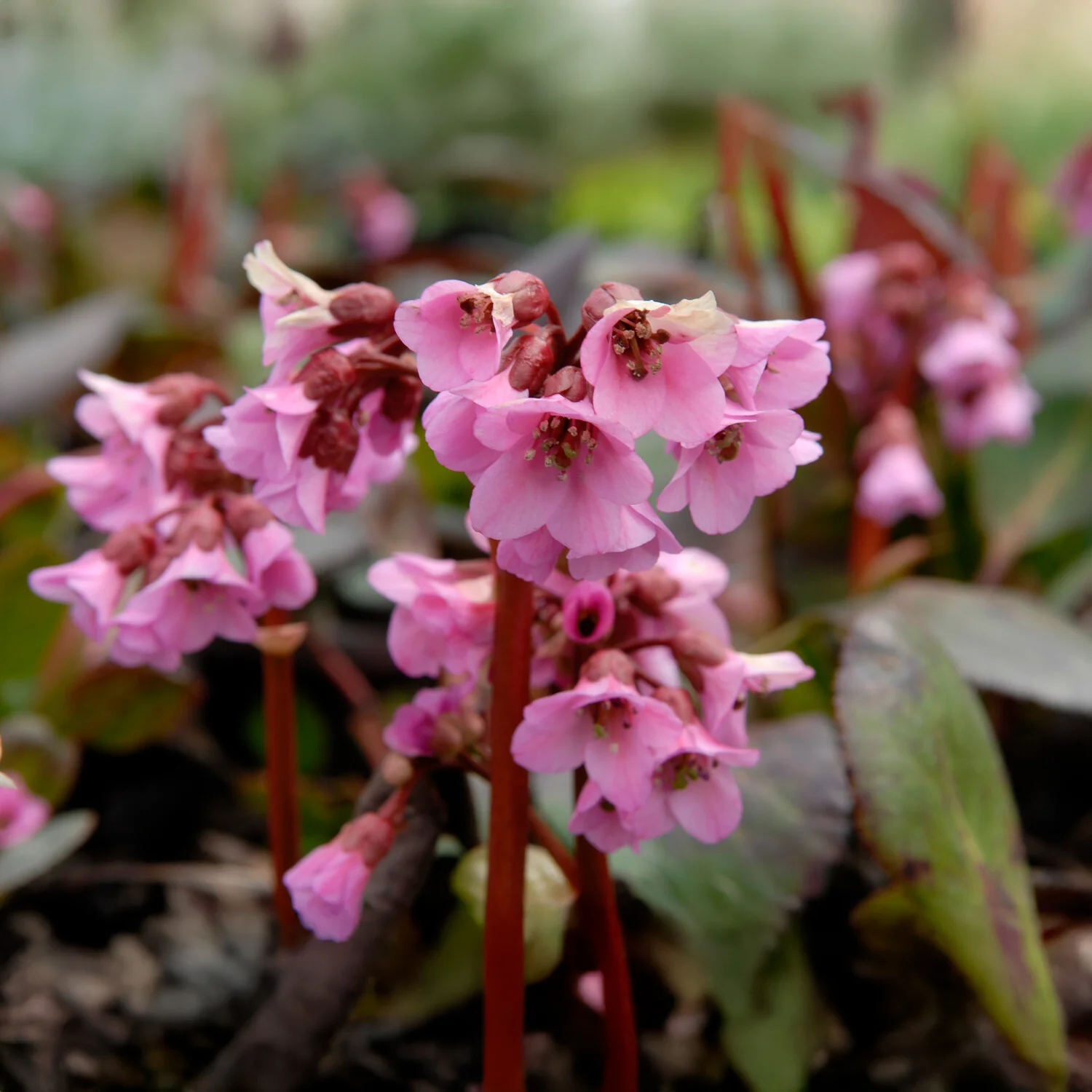 Miniatuur 1