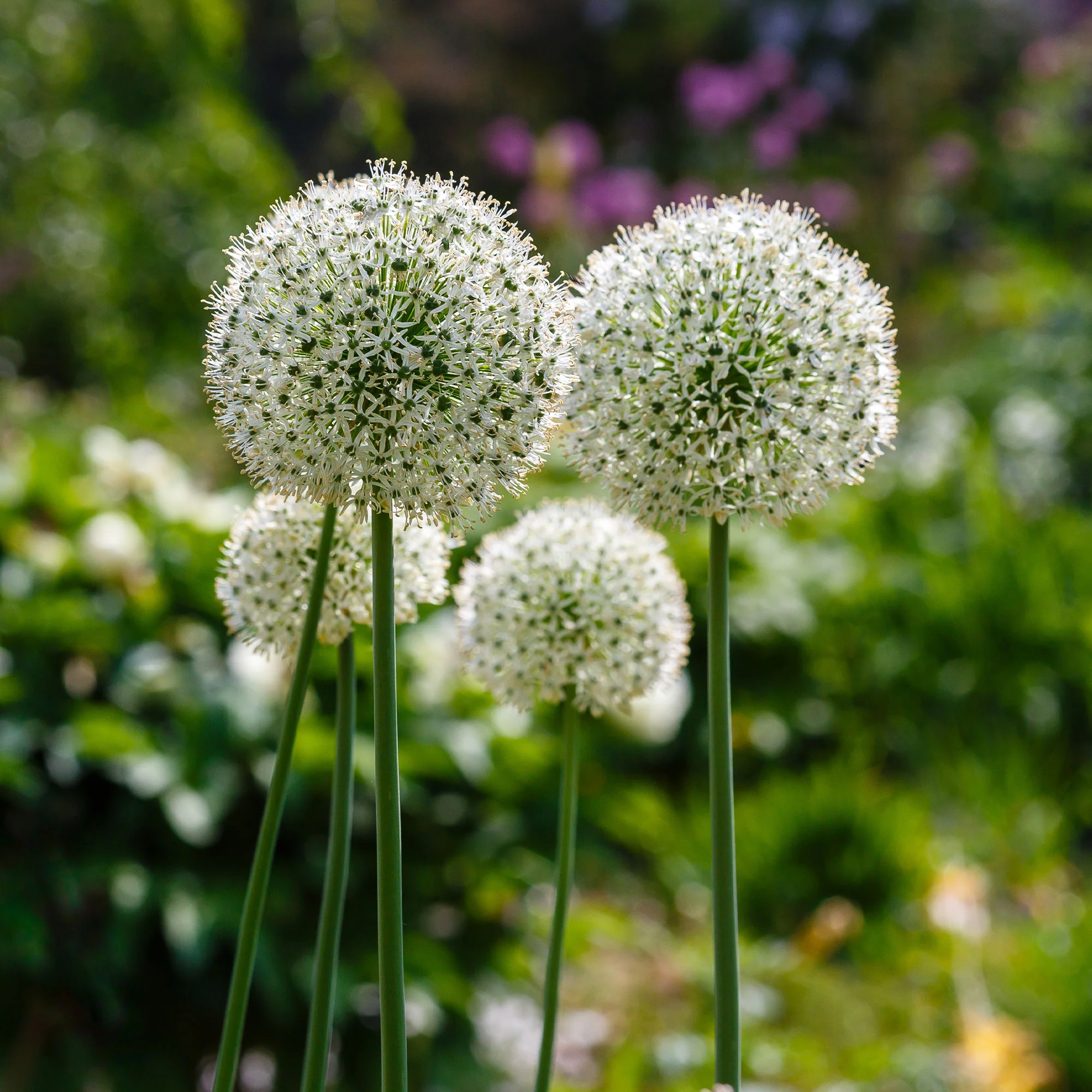 Miniatuur 2