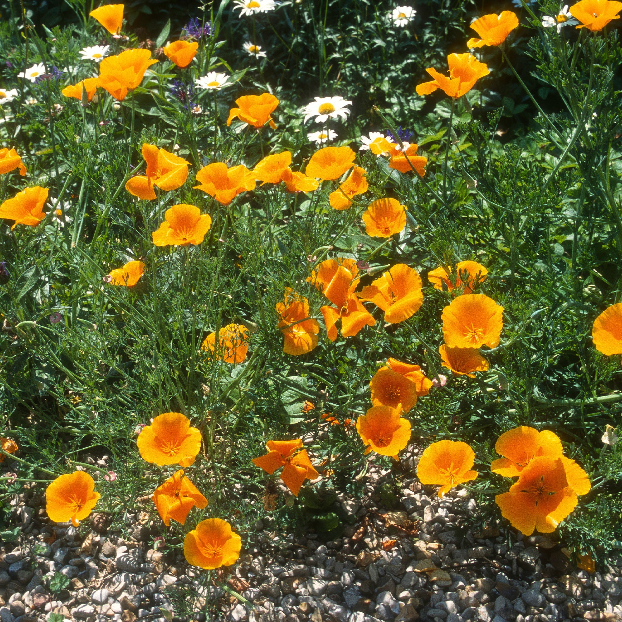 Miniatuur 2