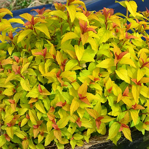 Miniatuur 1