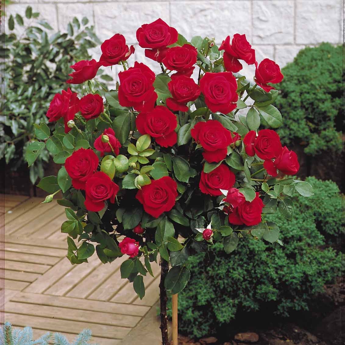 Productafbeelding 4