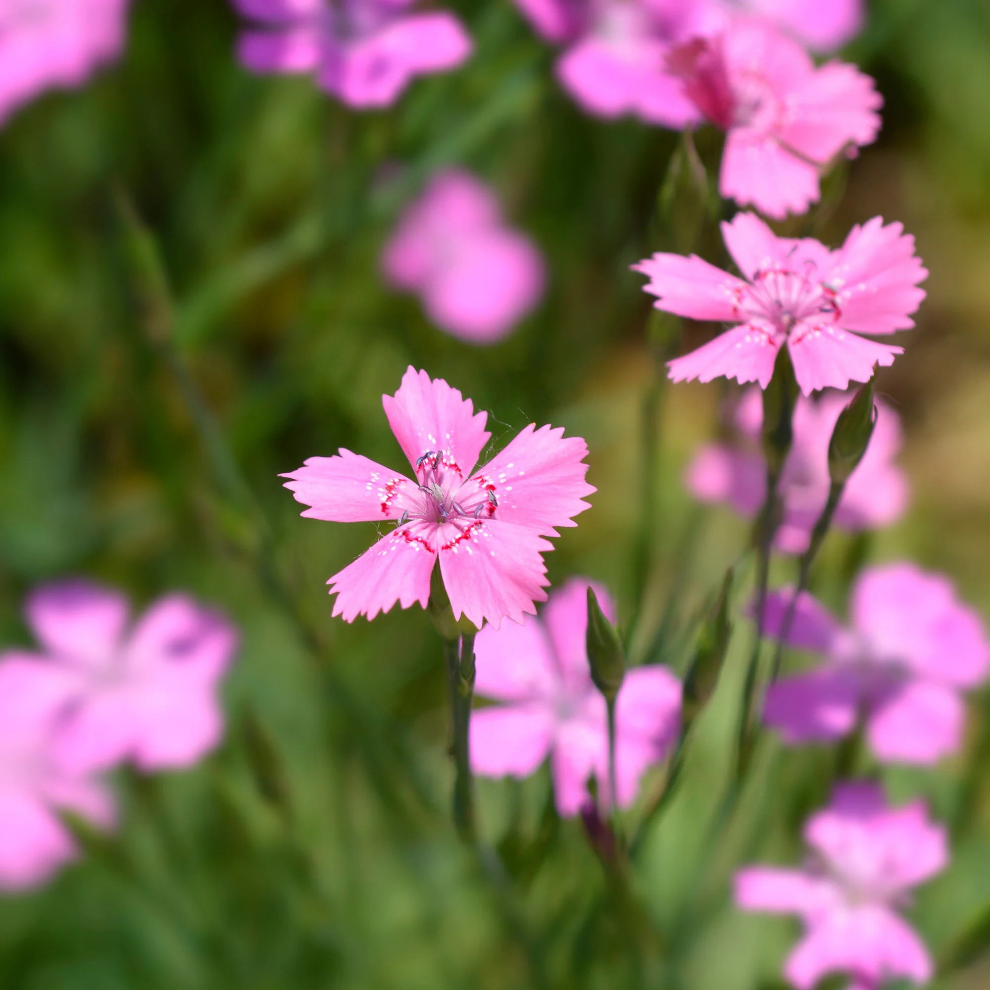 Miniatuur 2