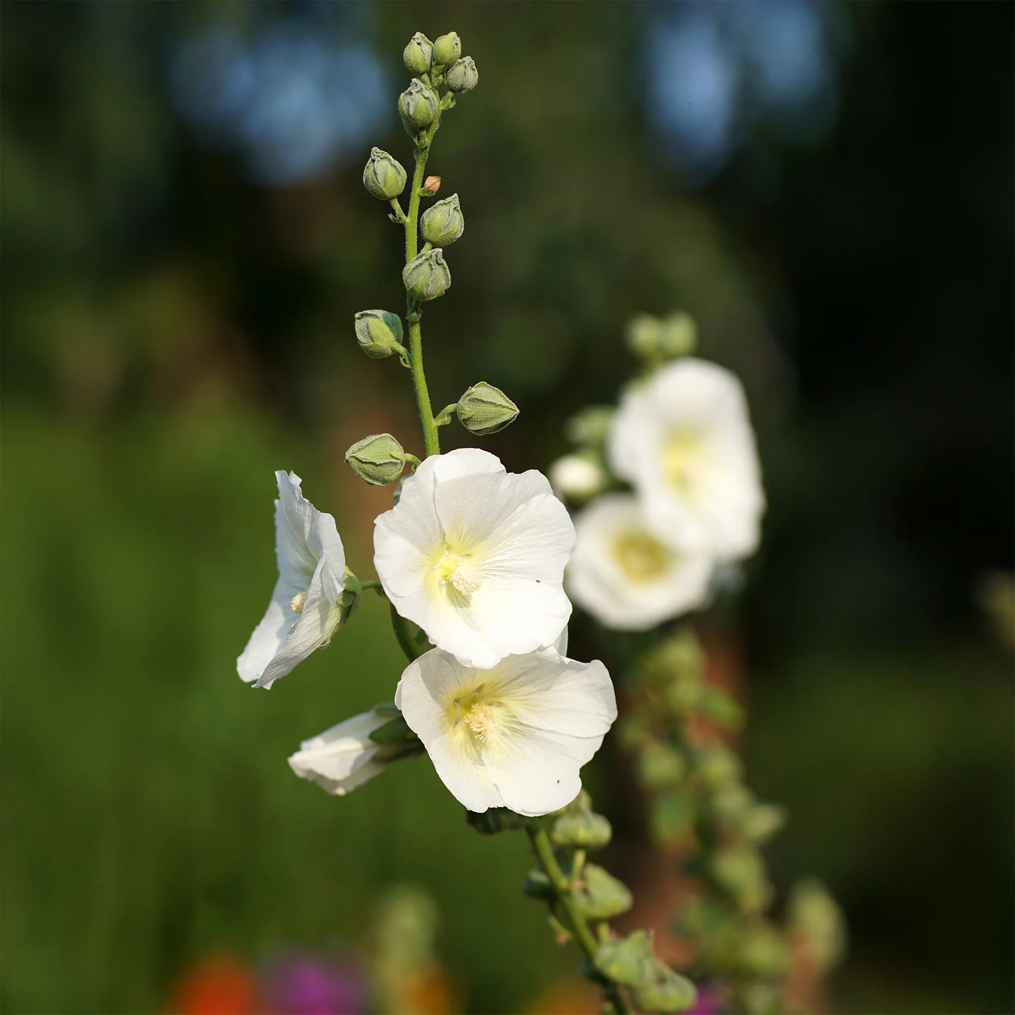 Miniatuur 1