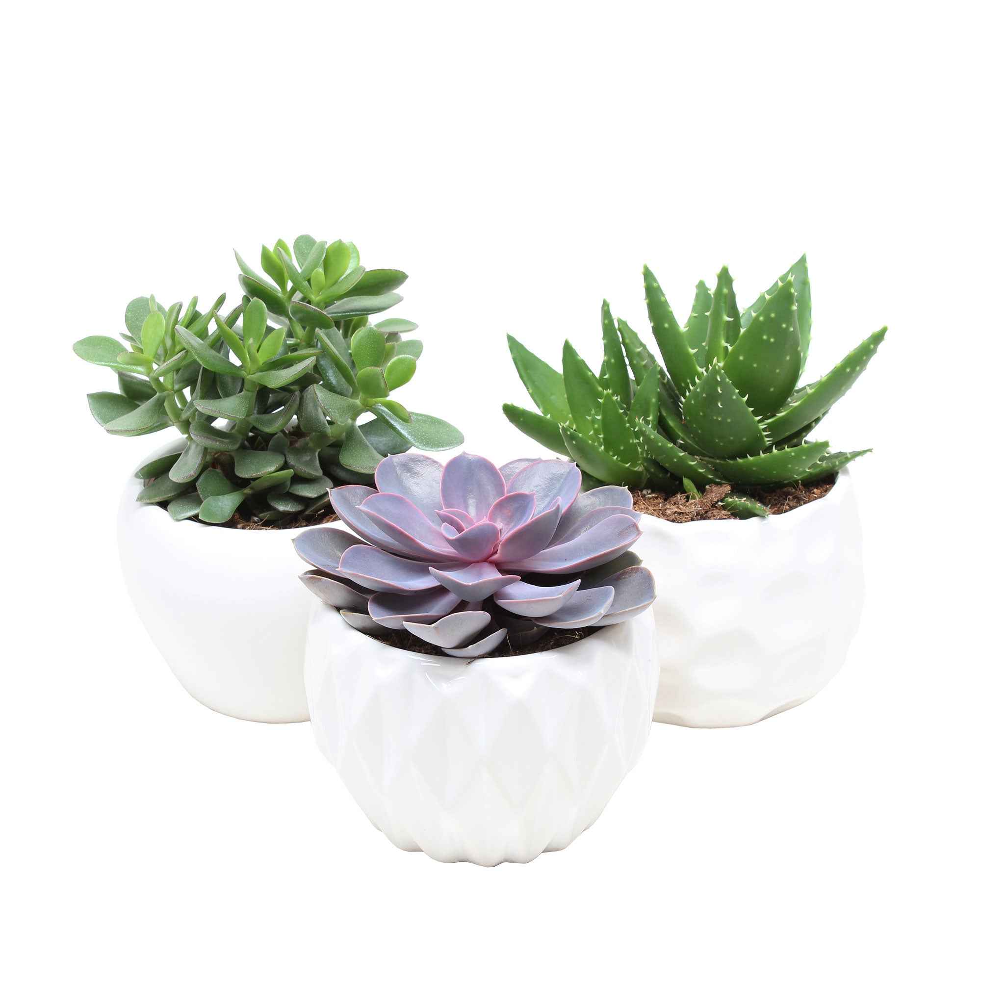 Miniatuur 2