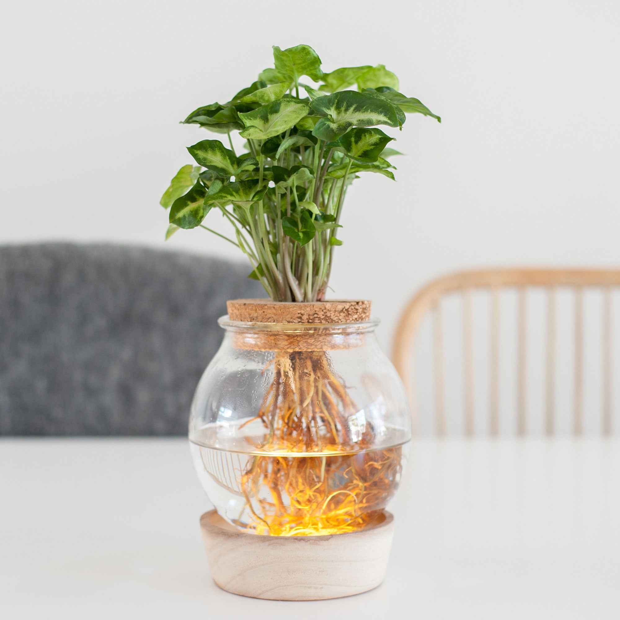 Miniatuur 1