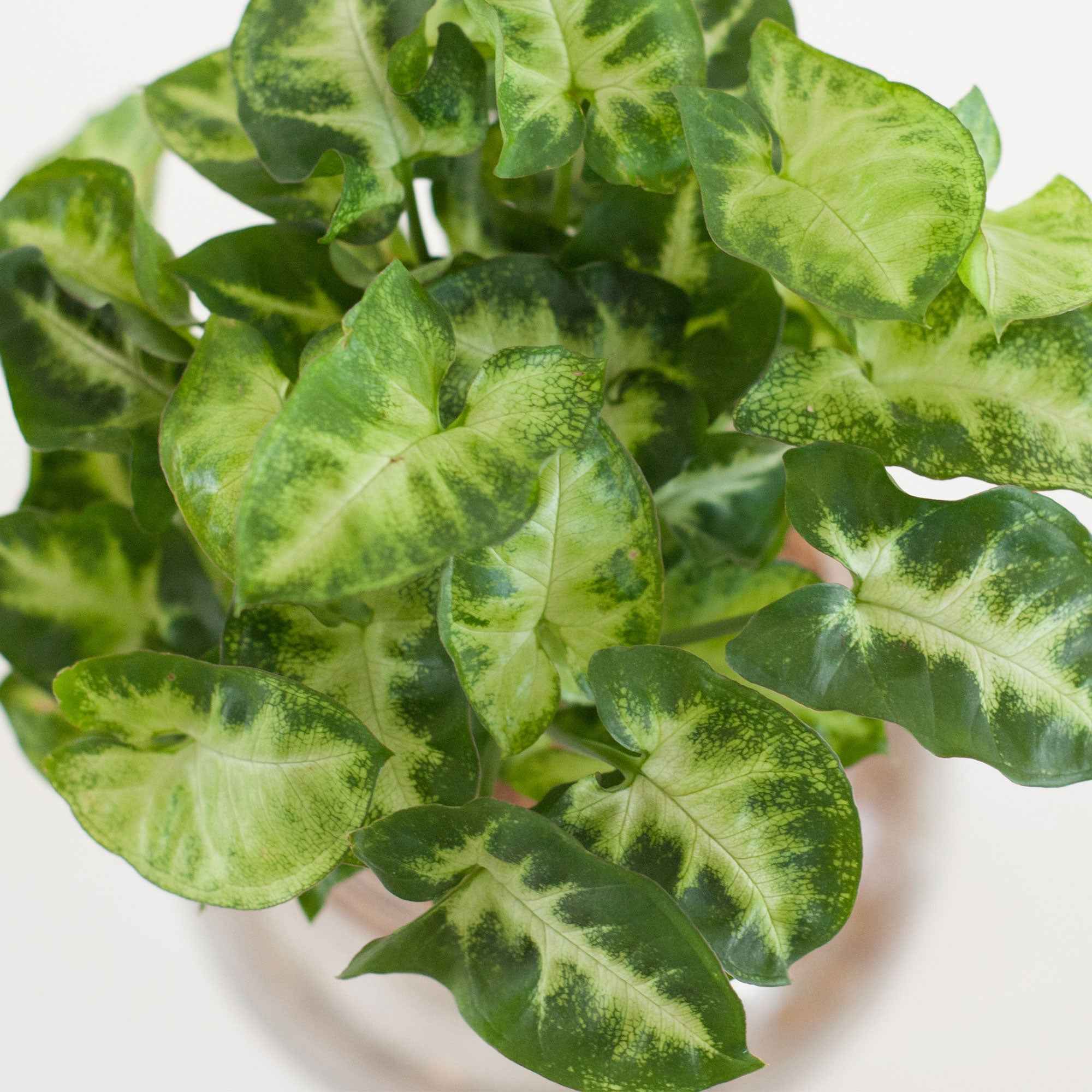 Miniatuur 2