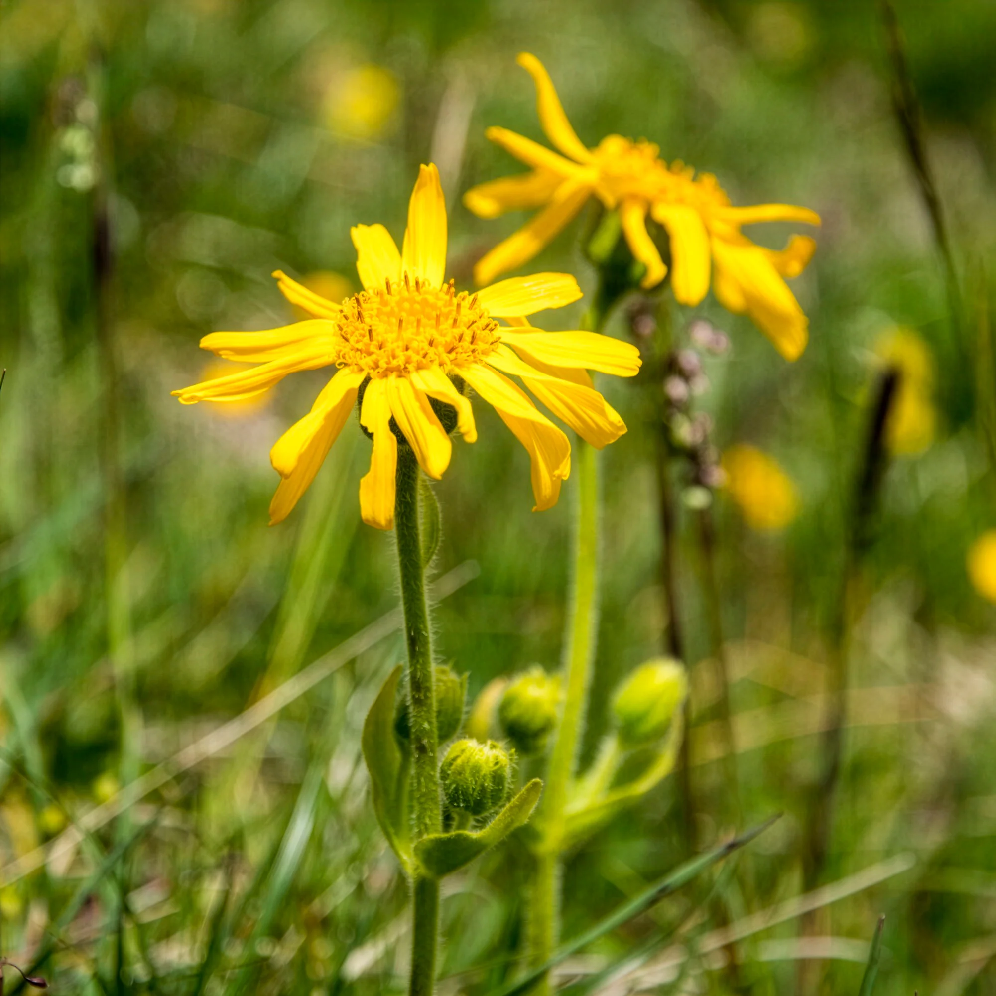 Miniatuur 1