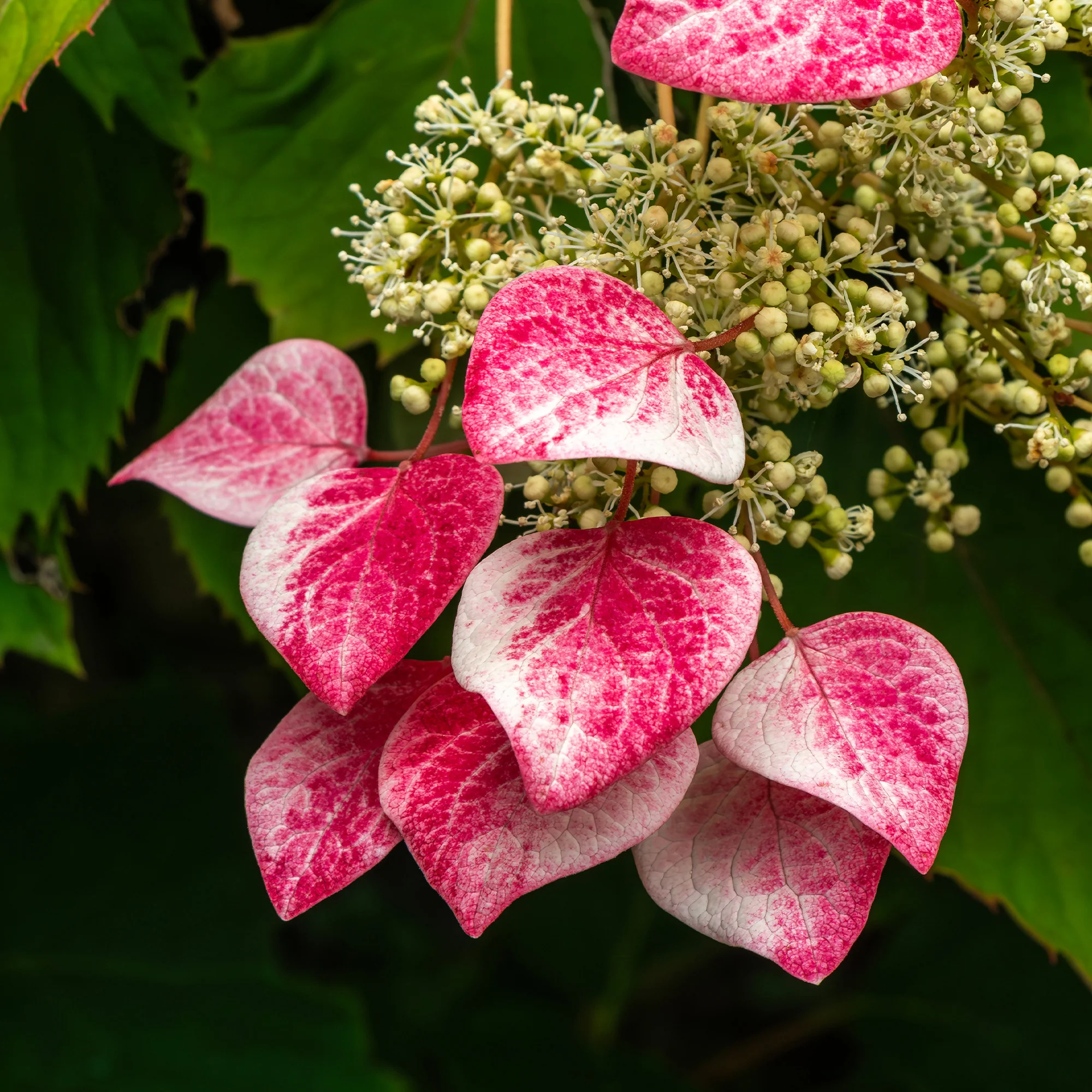 Miniatuur 2