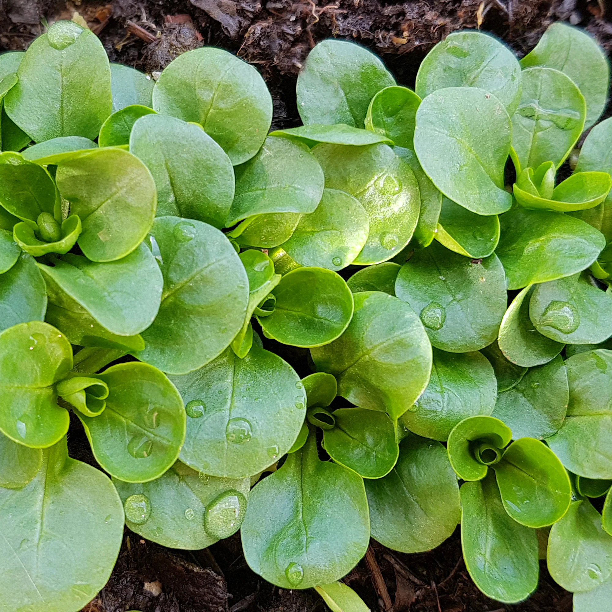 Miniatuur 2
