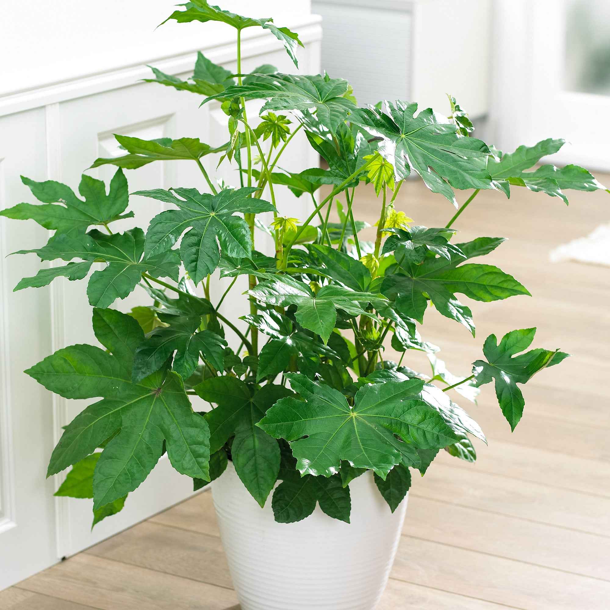 Miniatuur 1