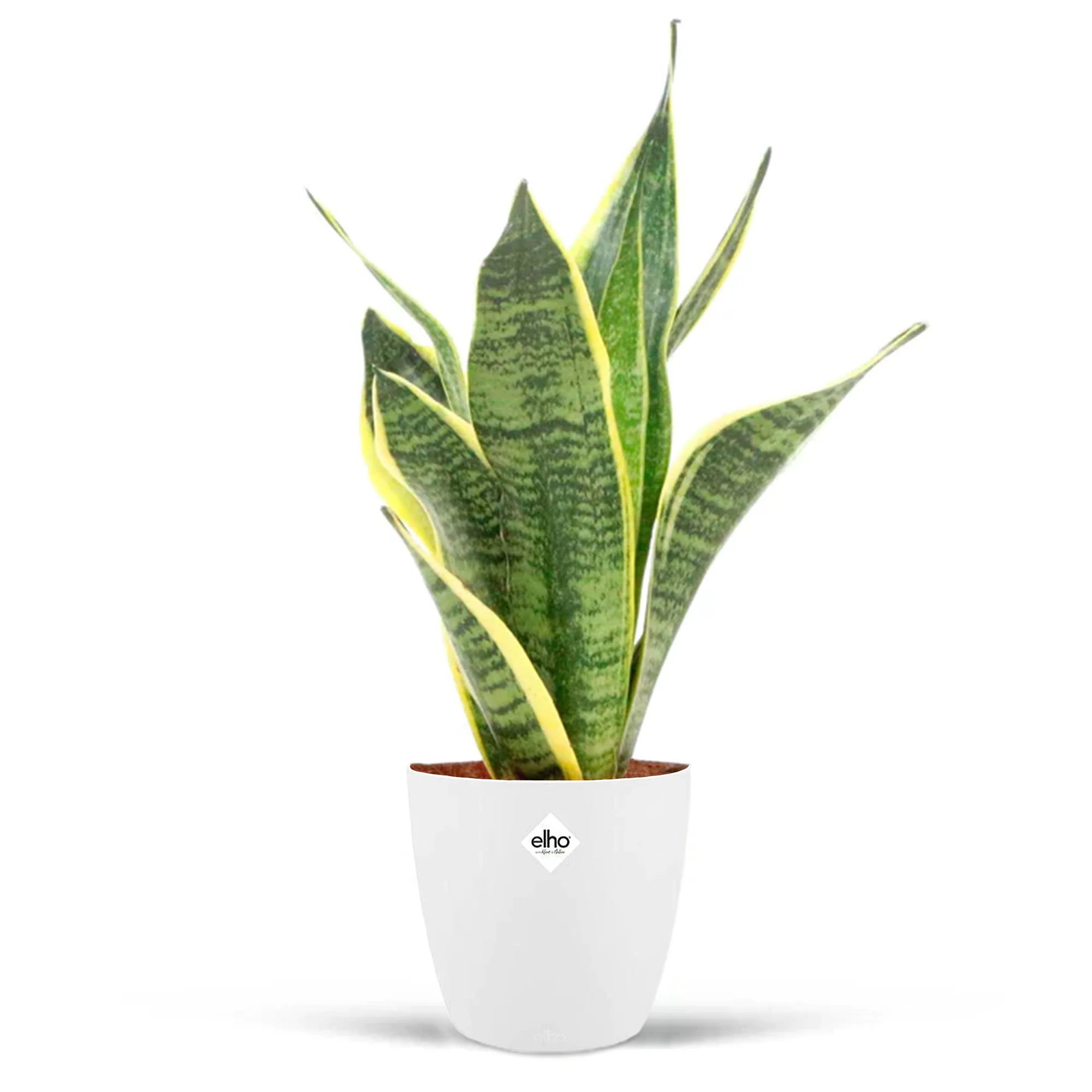 Miniatuur 2