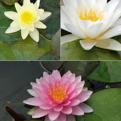 Miniatuur 2