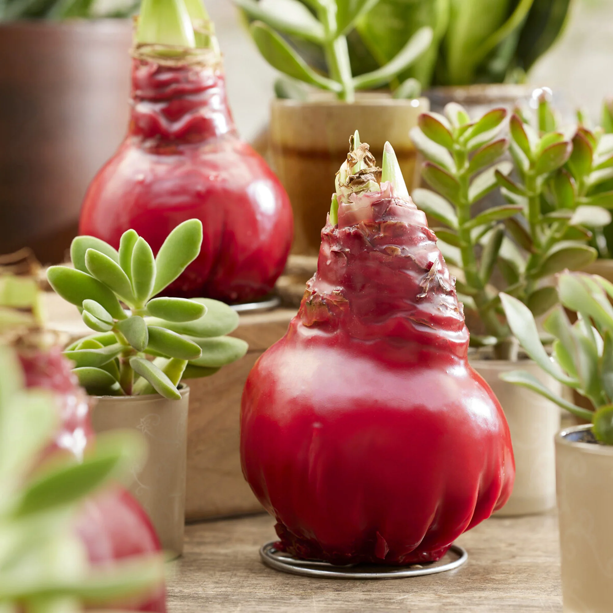 Miniatuur 2