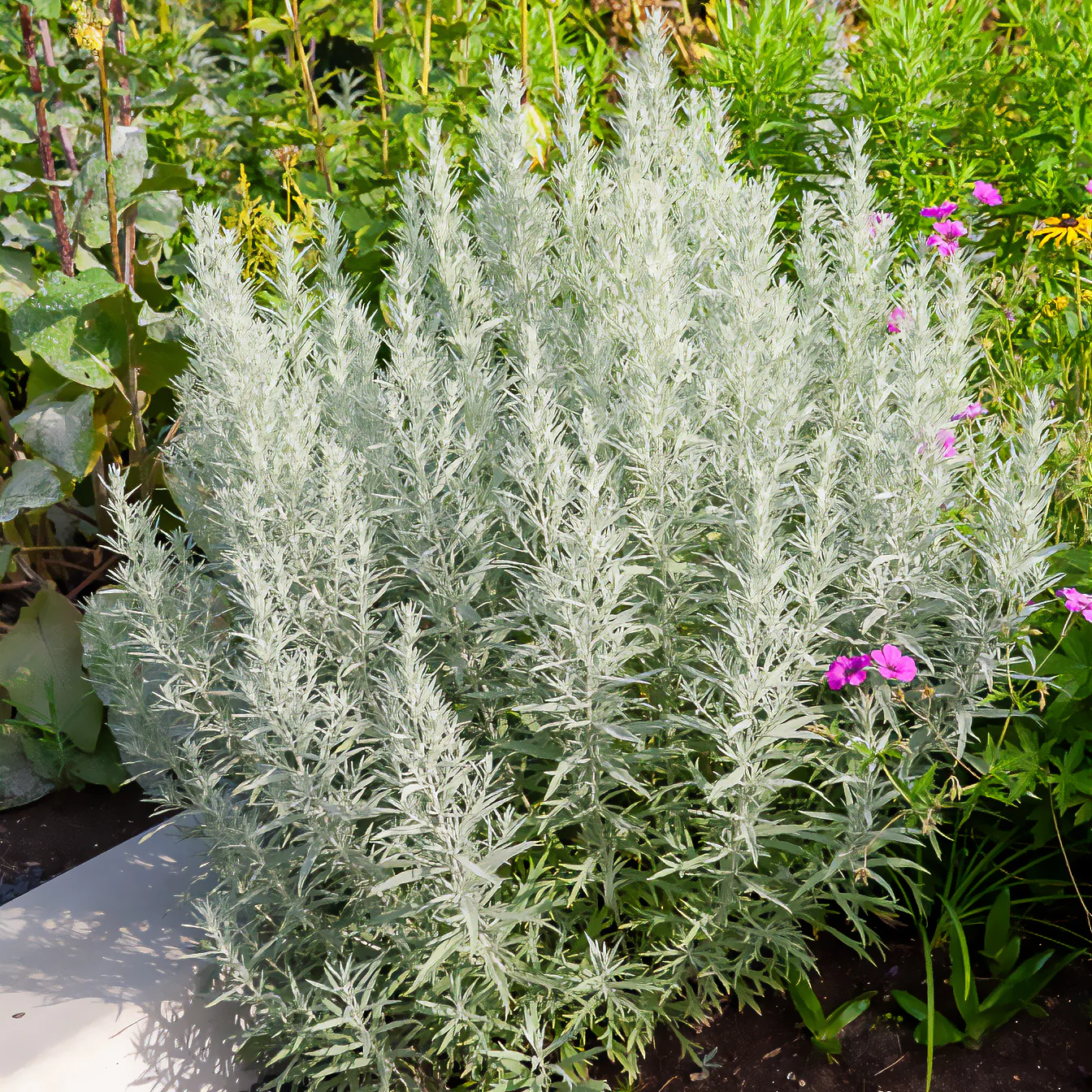 Miniatuur 1