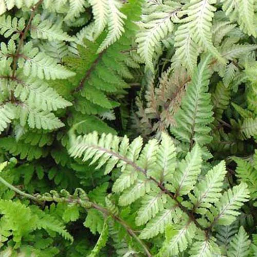 Miniatuur 1