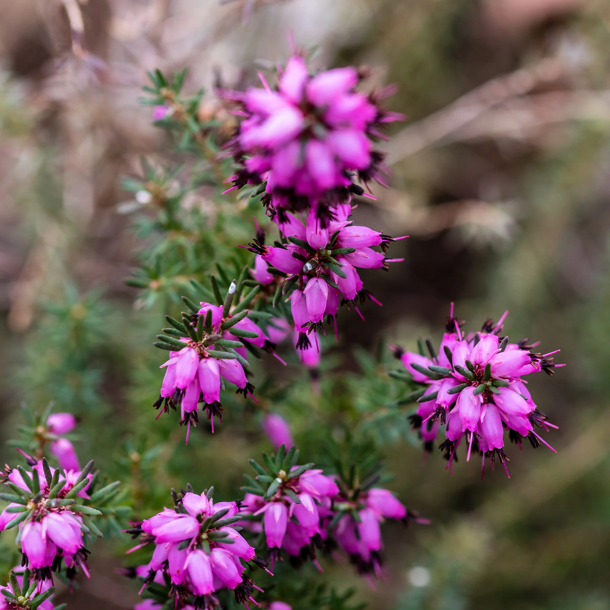 Productafbeelding 3