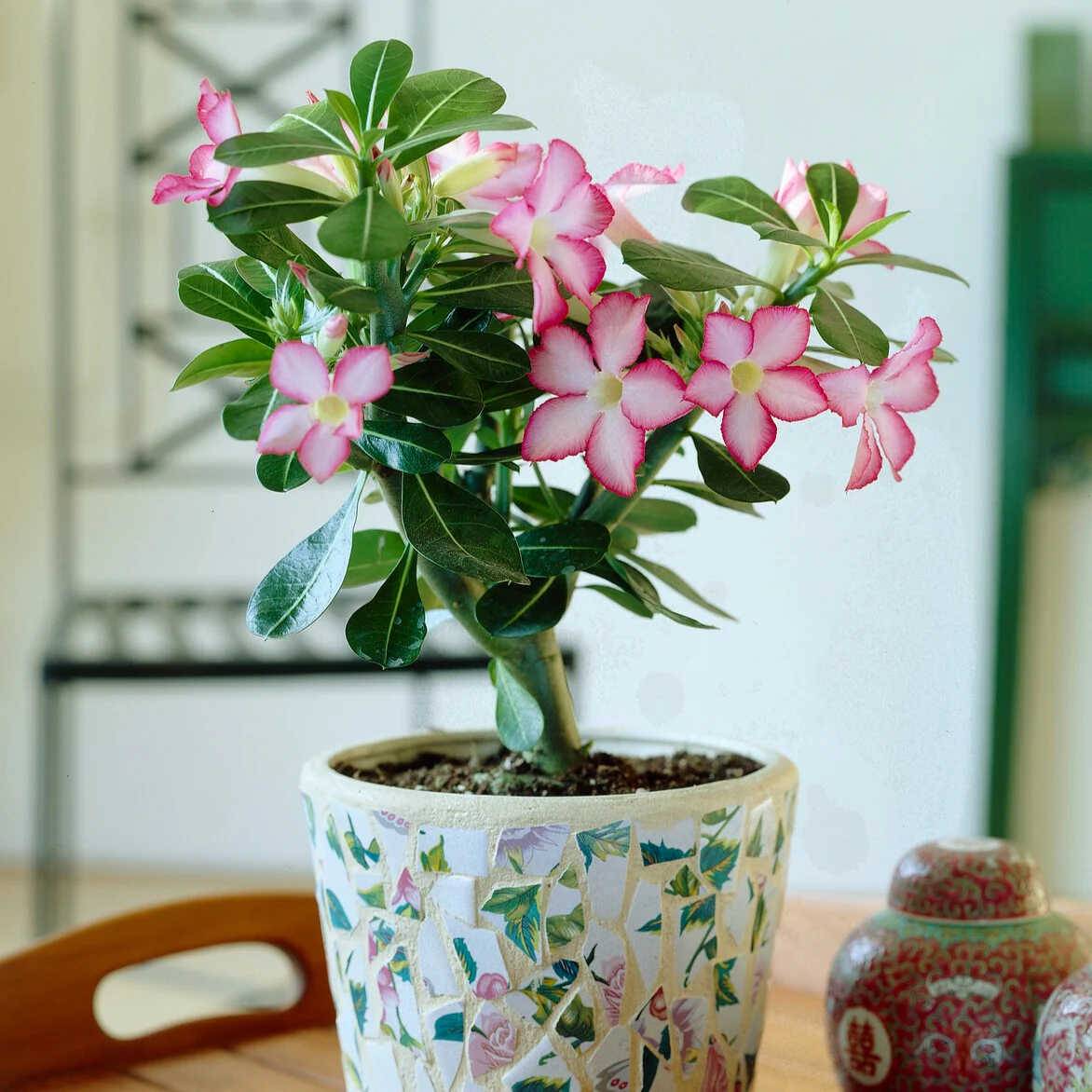 Miniatuur 1