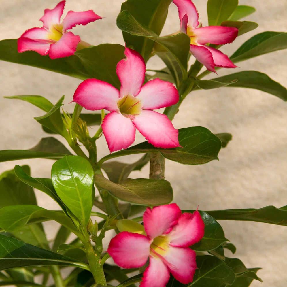Miniatuur 2