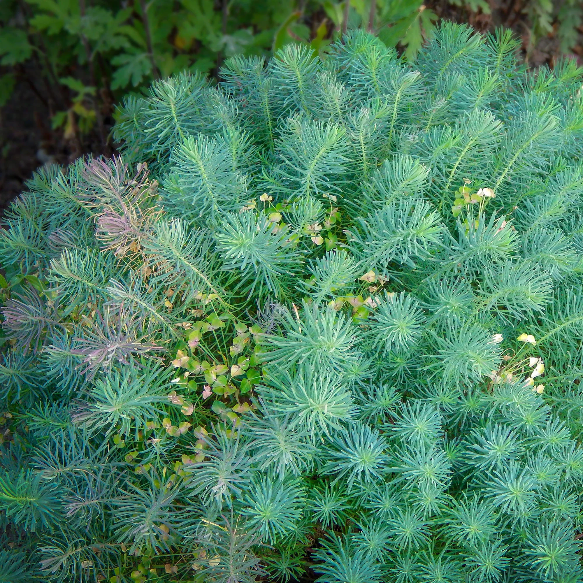 Miniatuur 2