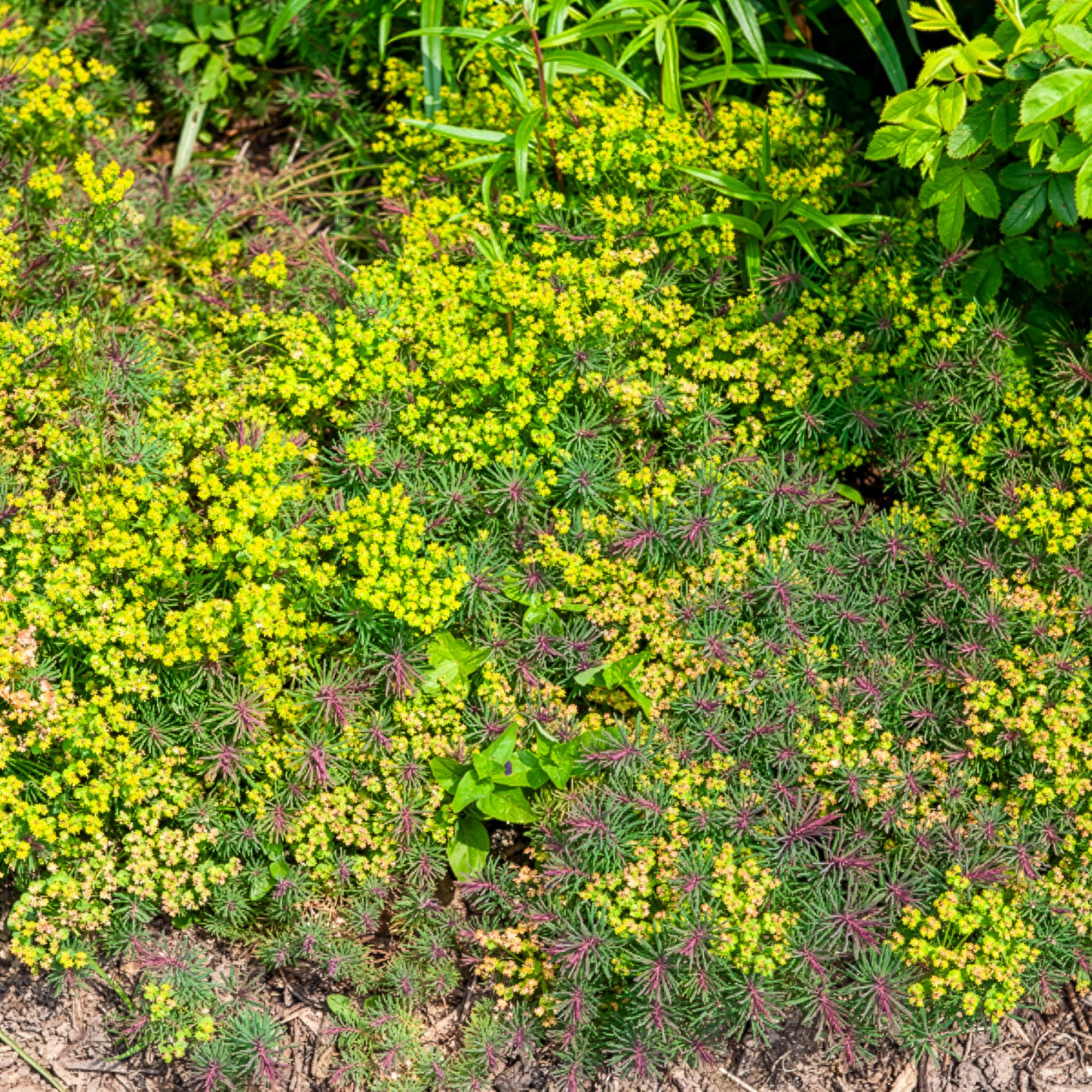 Miniatuur 1