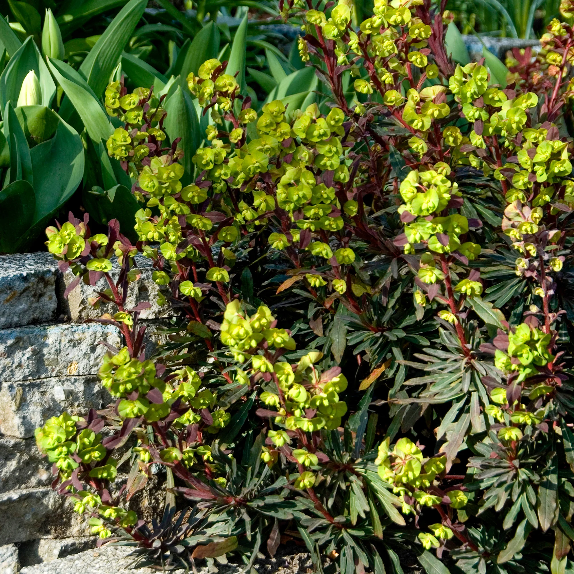 Miniatuur 1