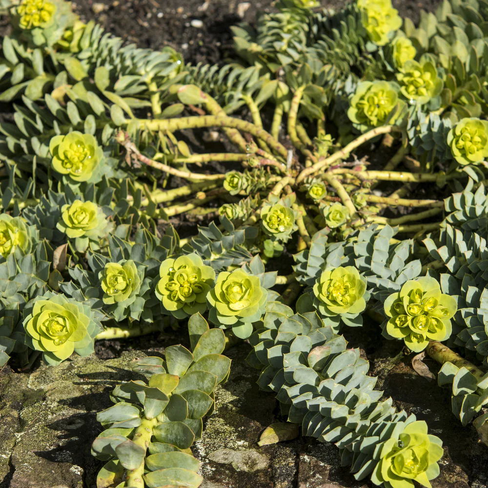 Miniatuur 2