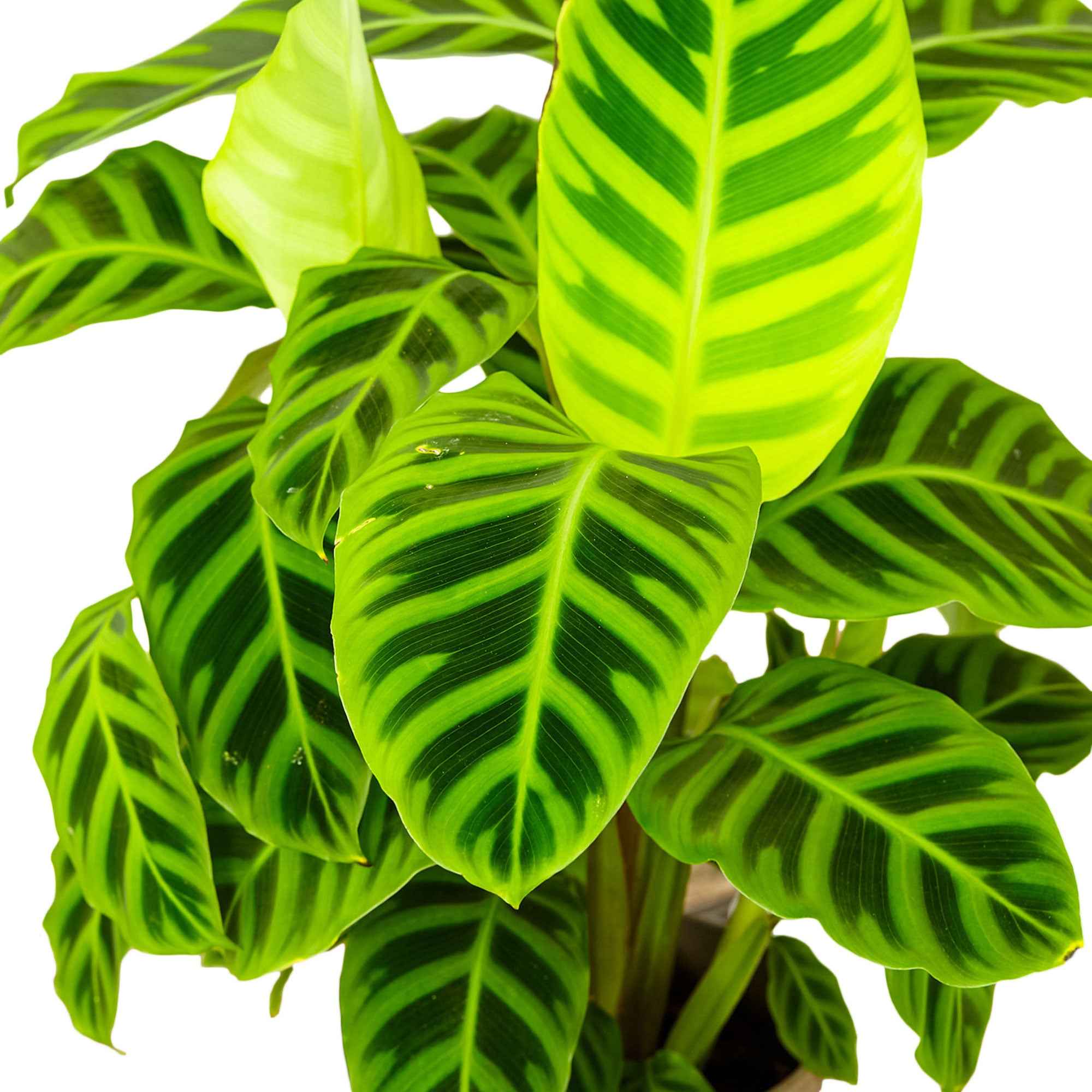 Miniatuur 2