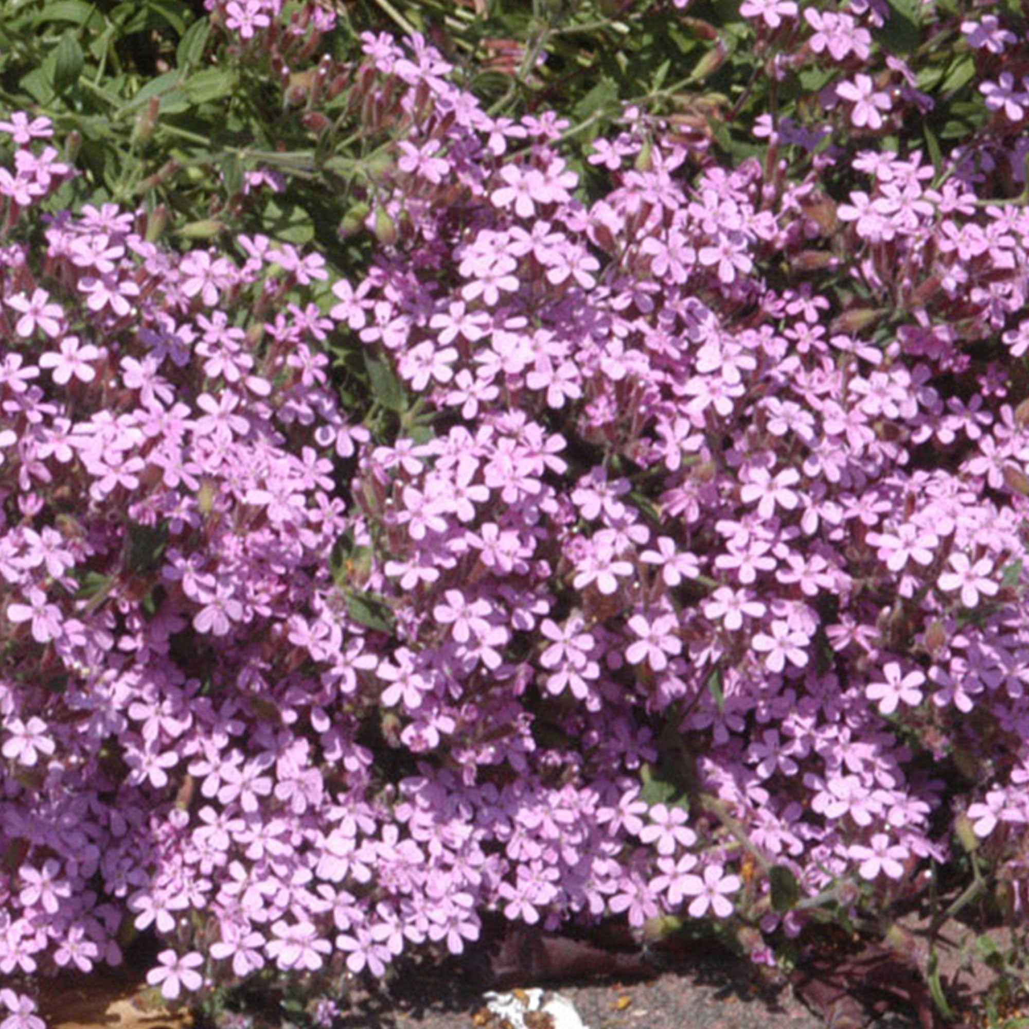 Miniatuur 2
