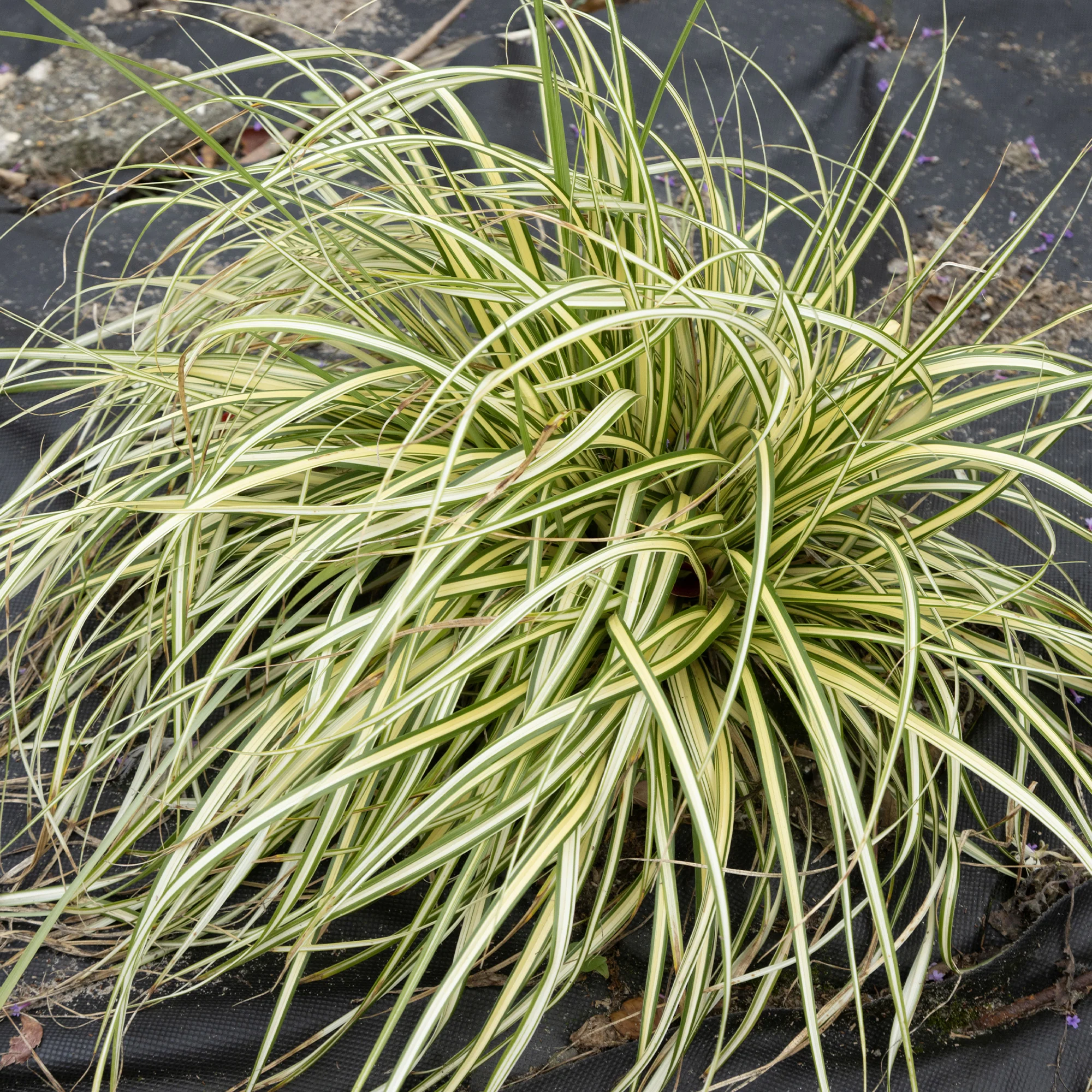 Miniatuur 1