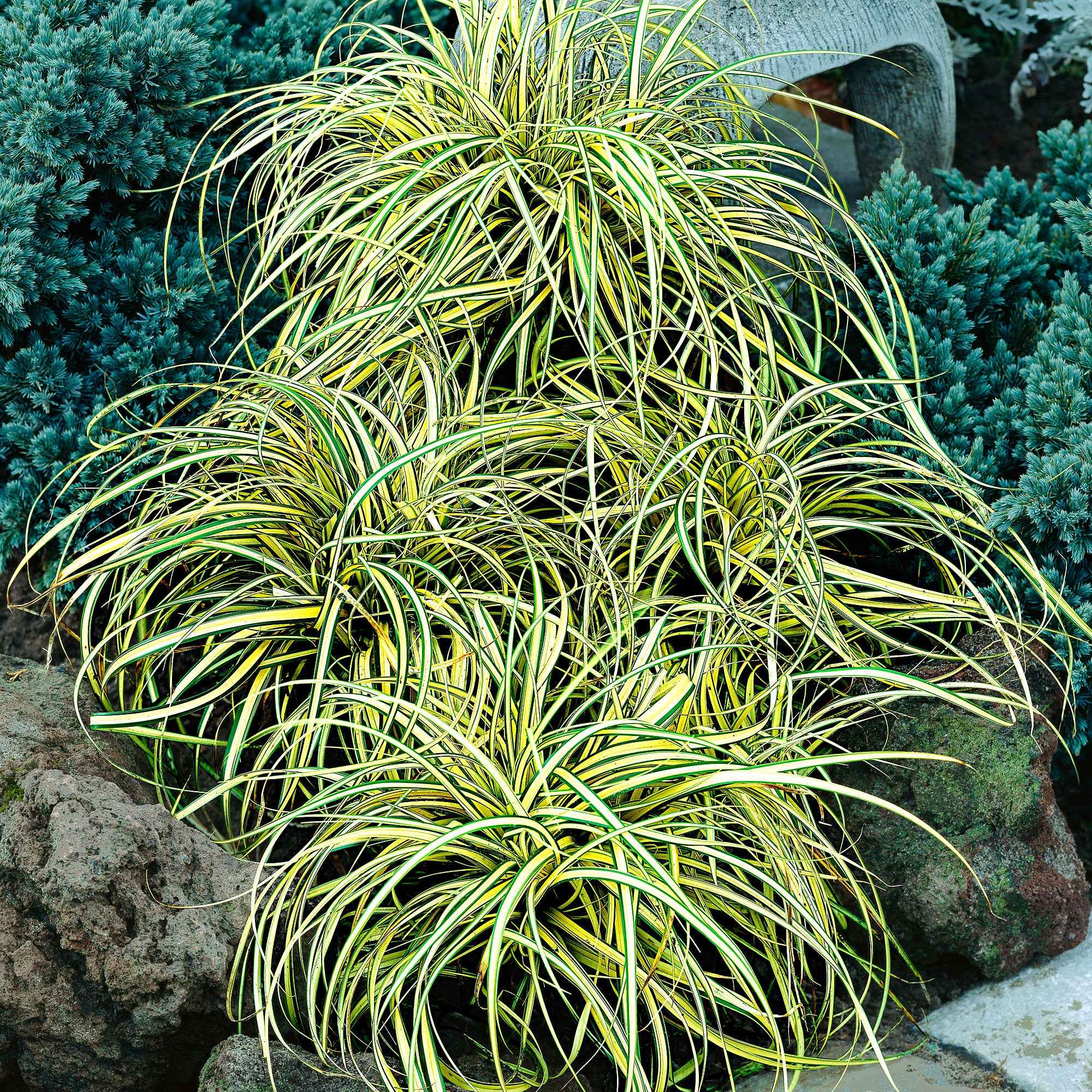 Miniatuur 2