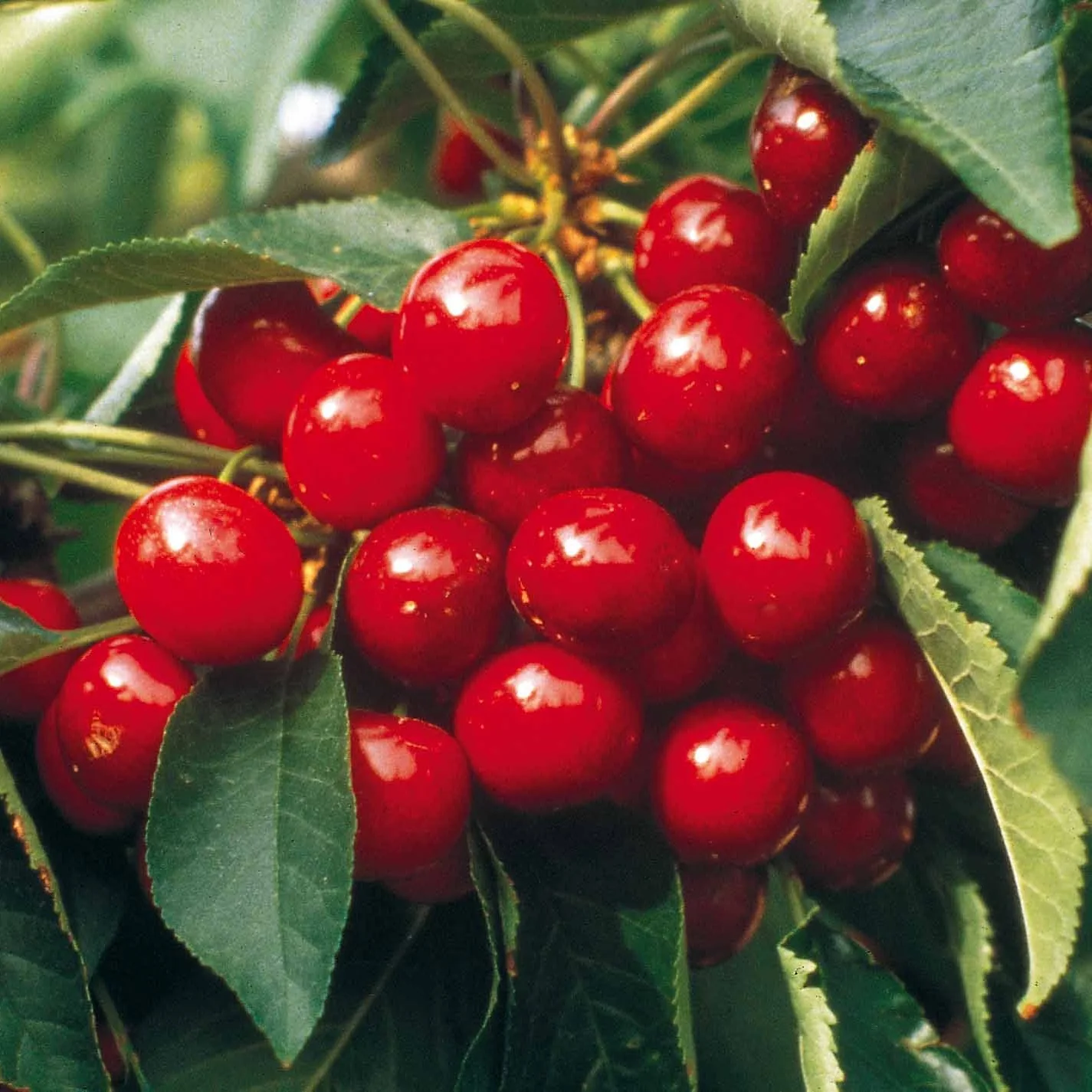Productafbeelding 4