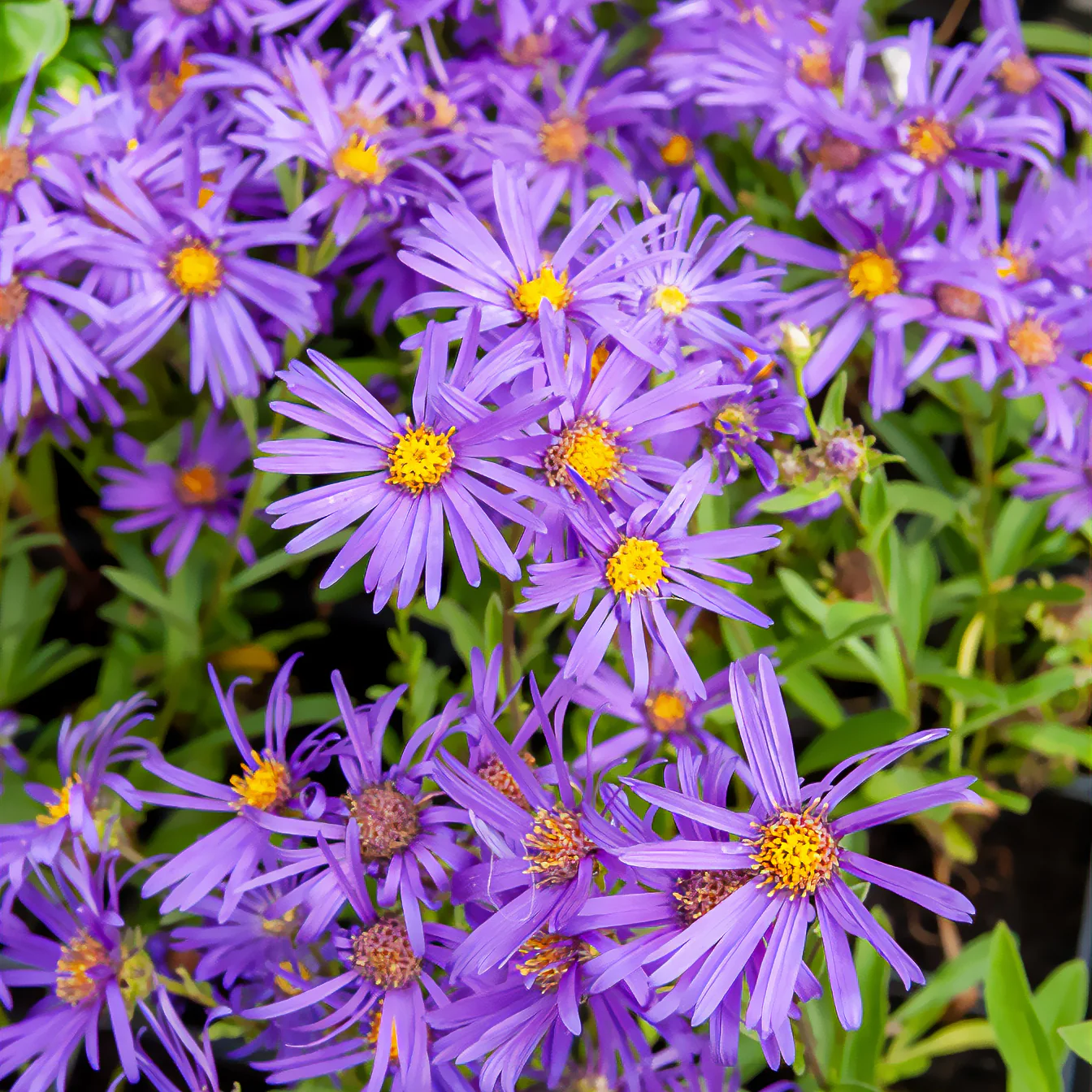 Miniatuur 2