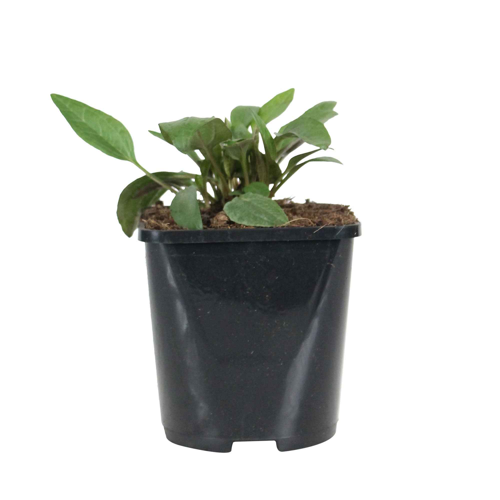 Miniatuur 2