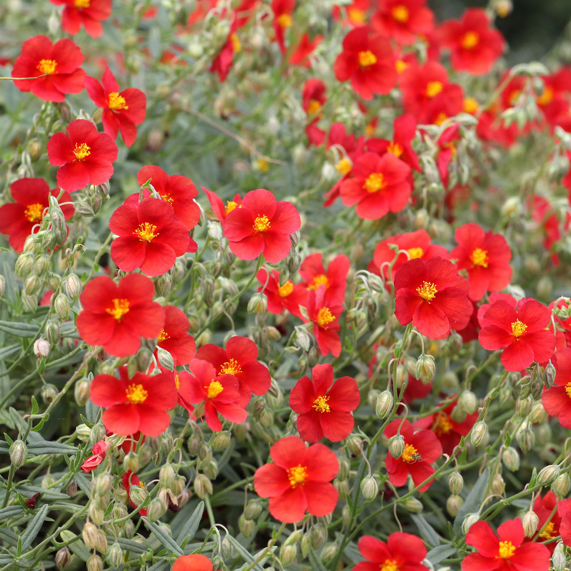 Miniatuur 2