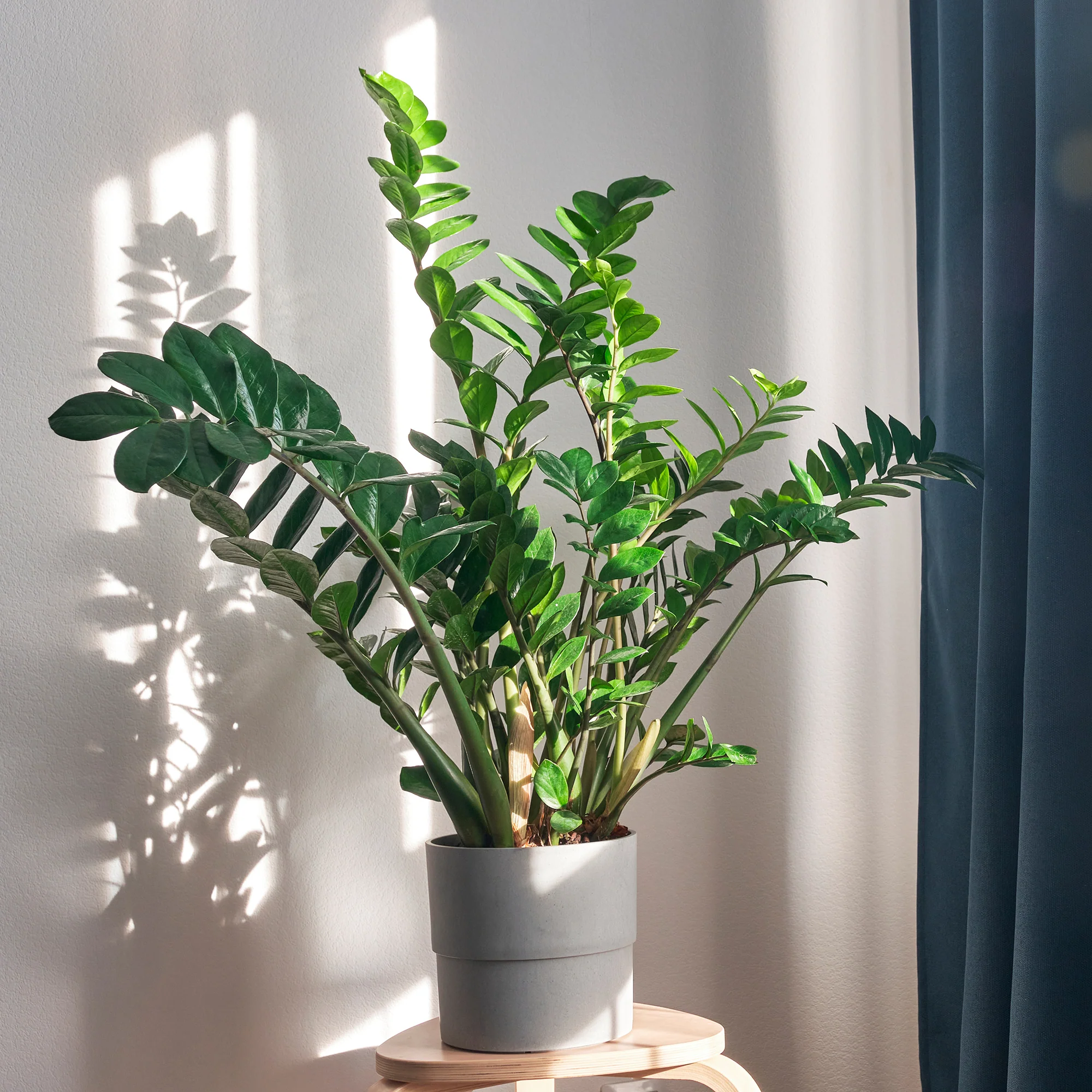 Miniatuur 1